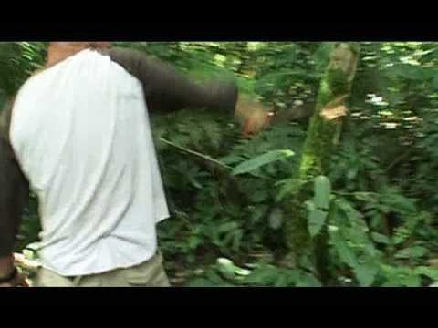 Amazonas - Machete school