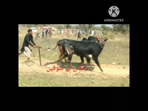 ch aqeeb today try 21,2,203