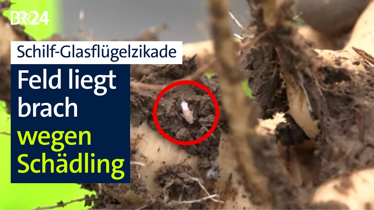 Wegen Schädling: Landwirte lassen Acker ohne Anbau zurück | Abendschau | BR24