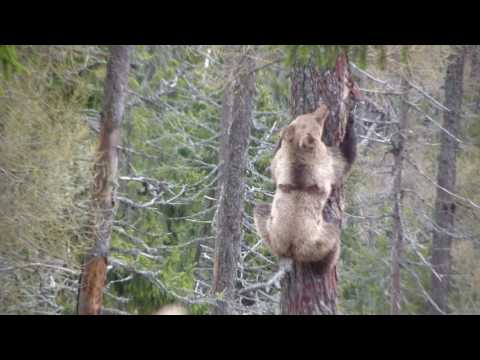 download lagu mp3 mp4 Medved Com, download lagu Medved Com gratis, unduh video klip Medved Com