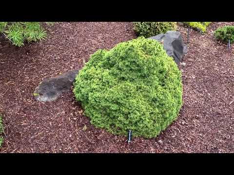 Dwarf Conifers...