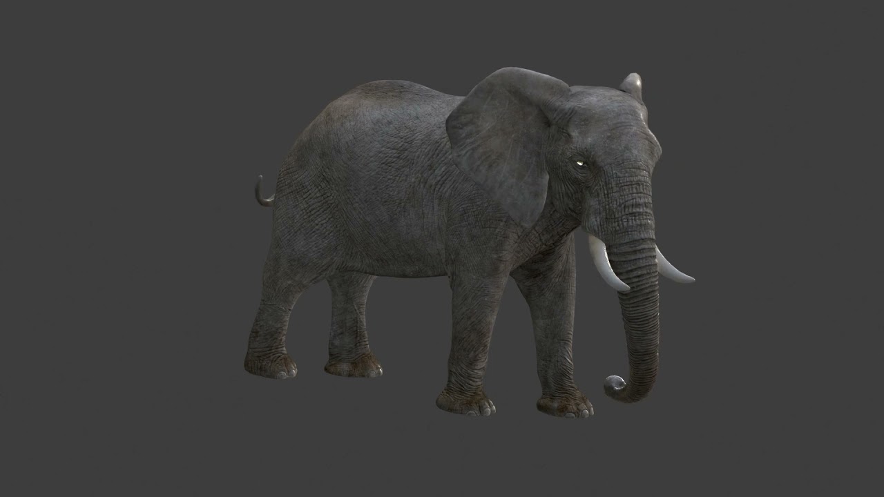 African Elephant Rigged Animated 3D Model