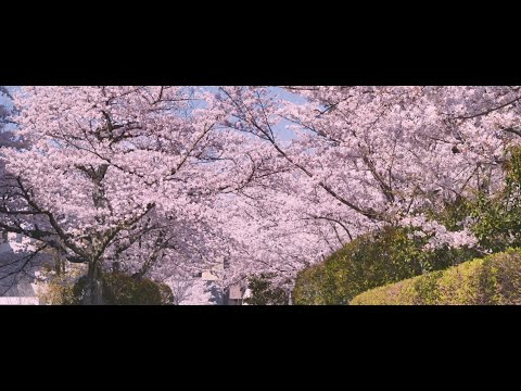 立命館の春　衣笠キャンパス/Spring at Ritsumeikan: Kinugasa Campus