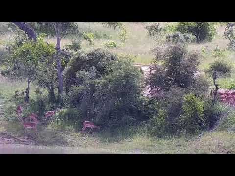 Djuma: Impalas around the dam wall - 09:40 - 01/08/22