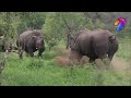 Sounds That Rhino Makes | Kruger Park Sightings | Amazing Animals