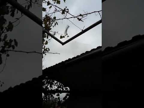 Stol de grauri - Plevna