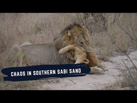 PRIDE TAKE OVER BY THE NKHULU MALES - STYX LIONESS DIES AFTER AN ALTERCATION WITH THE SOUTHERN PRIDE
