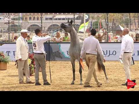 N.45 D SHIHANAH - Menton 2019