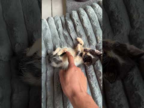 Petit salon privé pour les chats 😼 . ￼#chat #chaton #catlover #chatfou #chatmignon