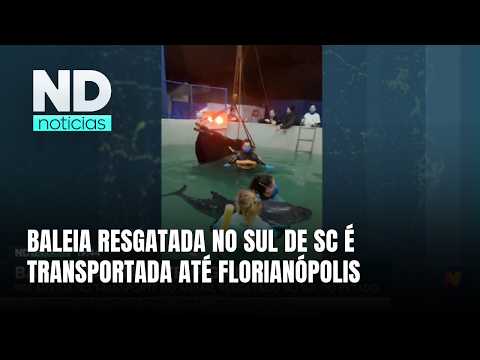 Força-tarefa transporta baleia resgatada de Balneário Gaivota