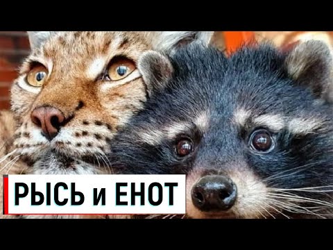 ✔ РЫСЬ и ЕНОТ