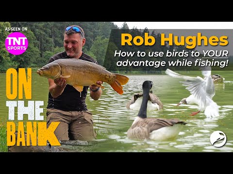 🎣 On The Bank - Surface Fishing For Carp - How to Use Birds to your advantage!! |  Rob Hughes
