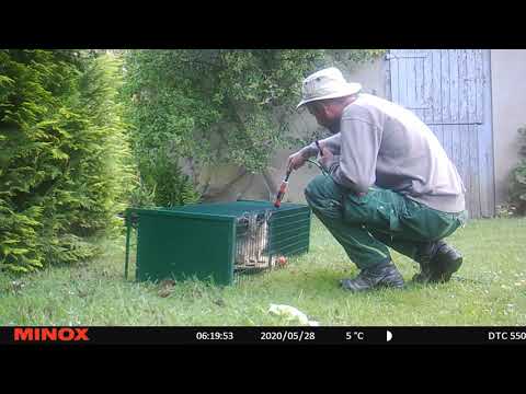 Enkelkanal Waschbär Falle 202005281_