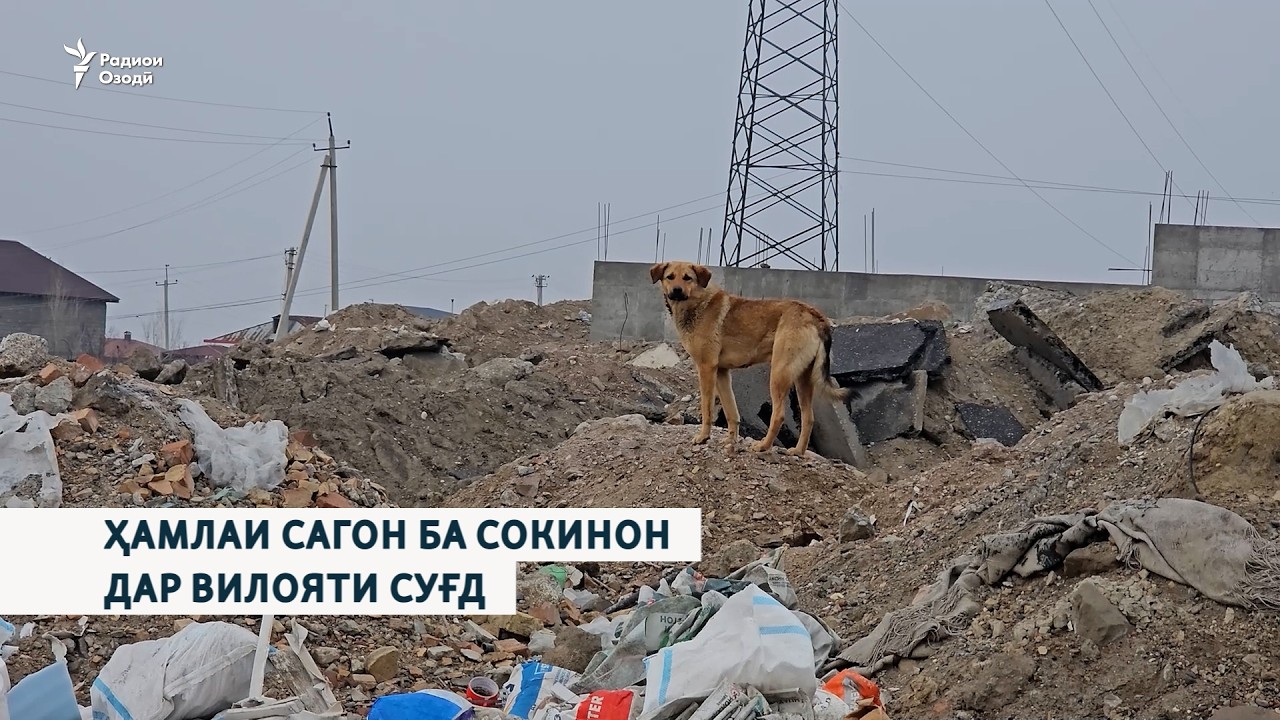 Ҳамлаи сагон ба сокинон дар вилояти Суғд бештар шудааст