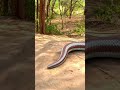 Anaconda Snake Attack 3 P7 #shorts #snake #python #snakes #nagin #anaconda #bigsnake #anacondasnake