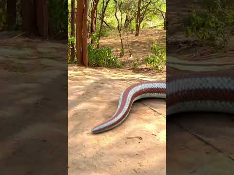 Anaconda Snake Attack 3 P7 