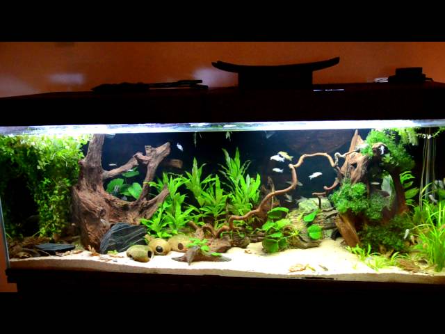 430 l Corydoras tank