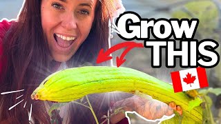 How to grow luffas in a cold climate zone 3