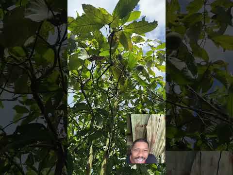 De paso por el choco - condoto