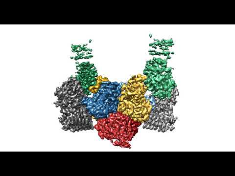 eIF2B-ISRIB cryo-EM structure