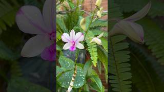 MINHA ORQUÍDEA DENFAL COMEÇOU A  FLORER