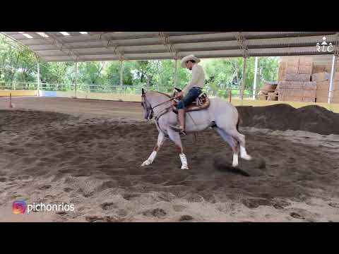 EL CAMINO AL FUTURITY VIP - Capítulo 7 (Parte 3)