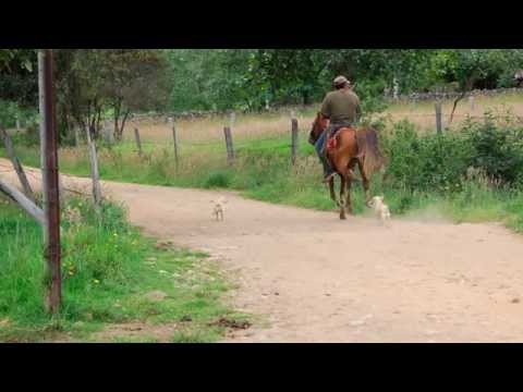 pan de pobre-walter silva