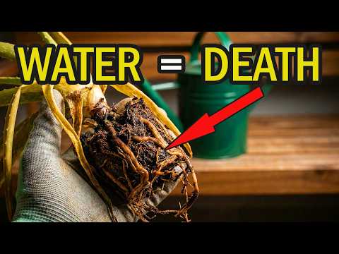 STOP Watering Wilting Aloe (It’s Not Thirsty!)