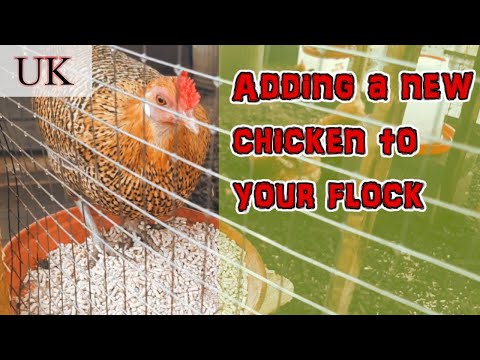 How to introduce a new hen to your flock | UK | It didn't go to plan!