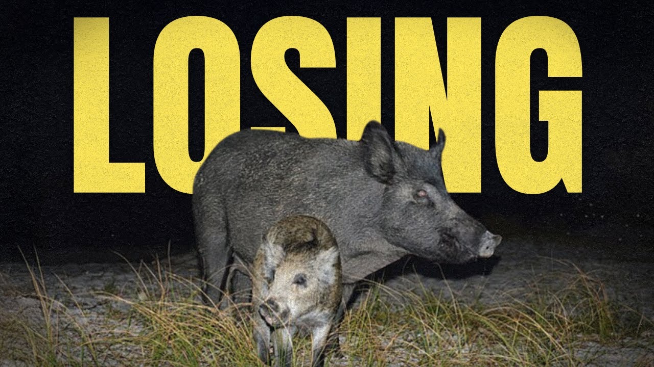 North America’s Feral Pig Invasion