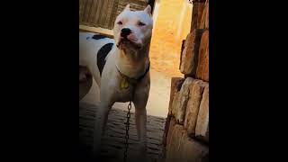 American pitbull ❤️.pitbull dog attitude whatsapp status #pitbull#viral#dogfight#populardogs#shorts