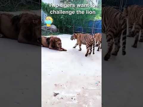 Two tiger vs lion dangerous fight