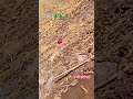 Kisaan Kisaani Kheti Mung Chandrapalsinghcs