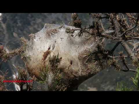Procesionaria del pino ( Thaumetopoea pityocampa ) Pine