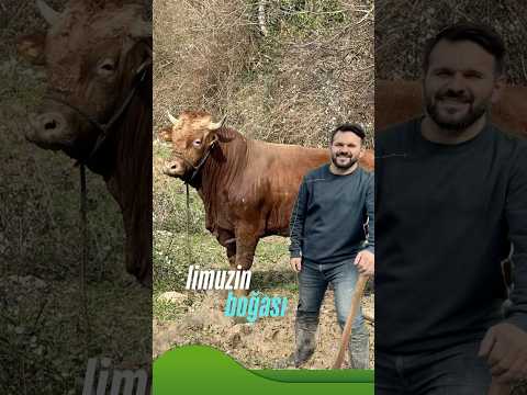 Limuzin cinsi tosunumuz..#kastamonu #köydeyaşam #hayvancılık #reklamdeğildir