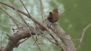 Download lagu Winter Wren - Winterkoninkje mp3