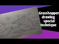 Grasshopper Diagram In A Simple Way Step By Step Drawing ঘাসফড়িংয়ের চি
