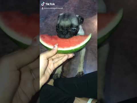 Pug comiendo sandía 🍉