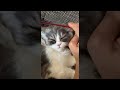 Grooming Turns Kitty Into Ultimate Purr Machine || ViralHog
