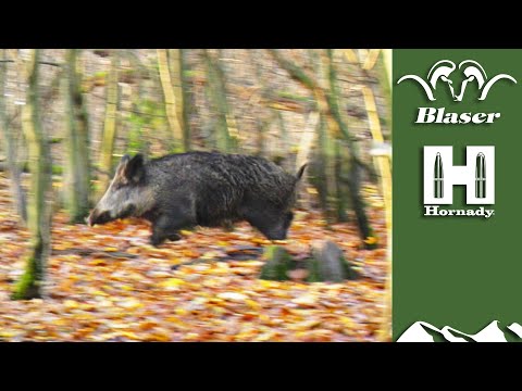 Driven wild boar: a beginner's guide