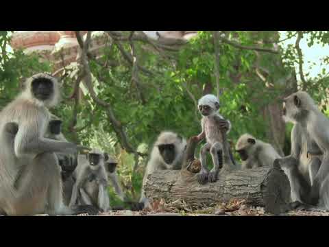 #Longur monkey Wildlife#!Langur Monkey Grieves Over Robot Monkey!!