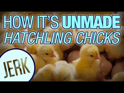 Playing 'How It's Made' In Reverse Shows How Chickens Turn Into Eggs