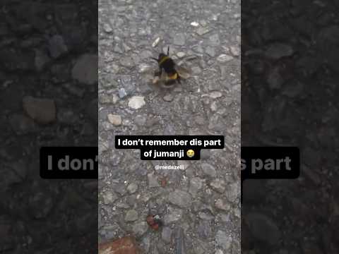 I Found This Freaky Ahh Bee