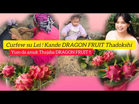 CURFEW SU LEI ADUNA DRAGON FRUIT KHARA THADOKSHI | ZUNI THWDAM VLOG