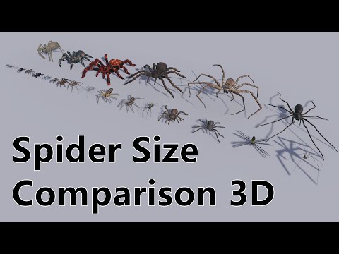 Spider Size Comparison 3D