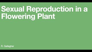 Sexual Reproduction in a Flowering Plant