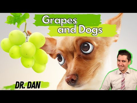 YouTube video about: Are muscadines poisonous to dogs?