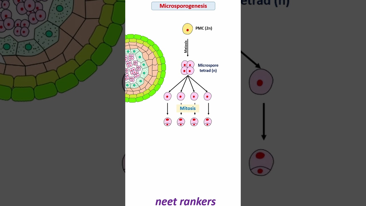 Microsporogenesis and formation of Pollen grain #neet_rankers #neetmotivation #neetpreparation #neet