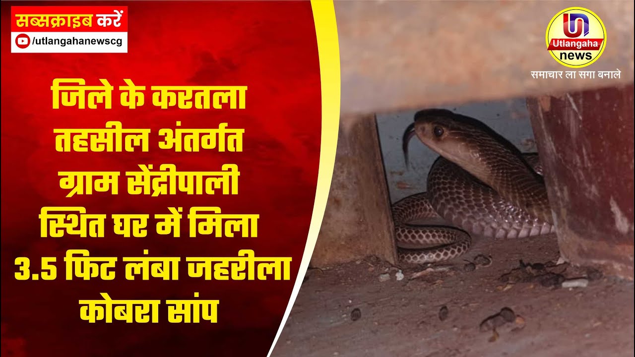 जिले के करतला तहसील अंतर्गत ग्राम सेंद्रीपाली स्थित घर में मिला 3.5 फिट लंबा जहरीला कोबरा सांप
