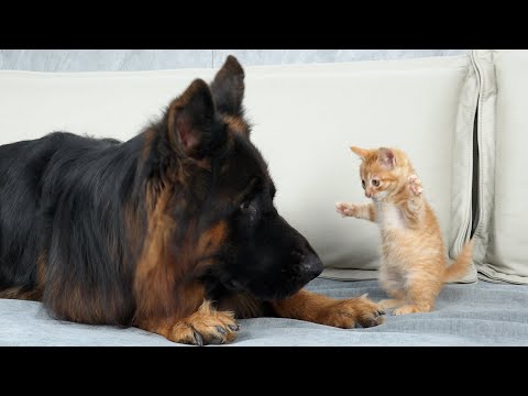 image : Chien et Chat